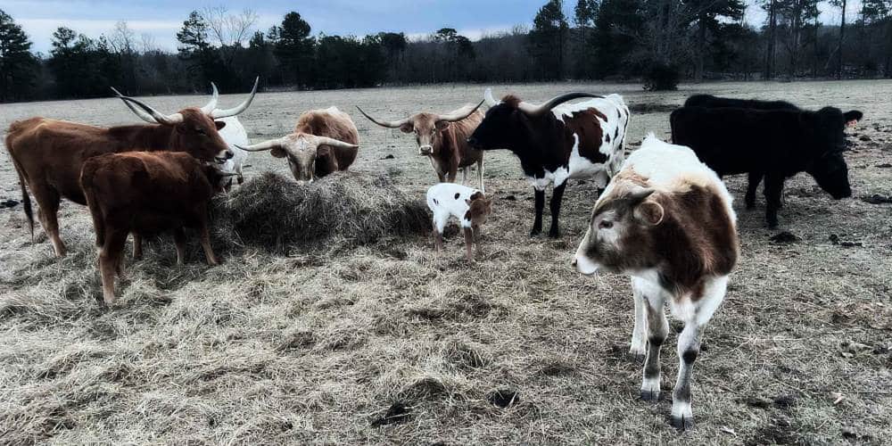 Texas Cattle